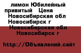 лимон Юбилейный, привитый › Цена ­ 1 350 - Новосибирская обл., Новосибирск г.  »    . Новосибирская обл.,Новосибирск г.